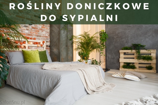 Jakie rośliny doniczkowe do sypialni oczyszczają powietrze?